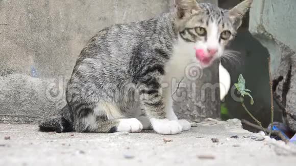 国产泰猫擦脸视频的预览图