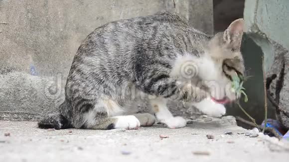 国产泰猫擦脸视频的预览图