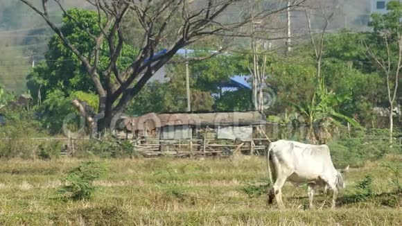 奶牛在干旱的稻田里吃含羞草叶视频的预览图