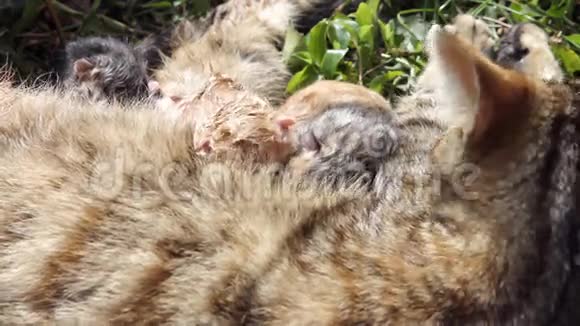 10分钟新生猫宝宝4视频的预览图