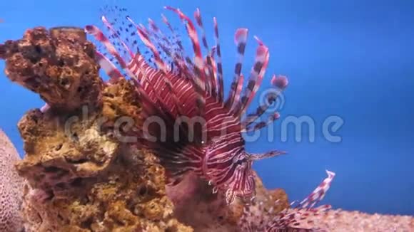 水族馆中许多颜色奇特的海鱼的景观视频的预览图