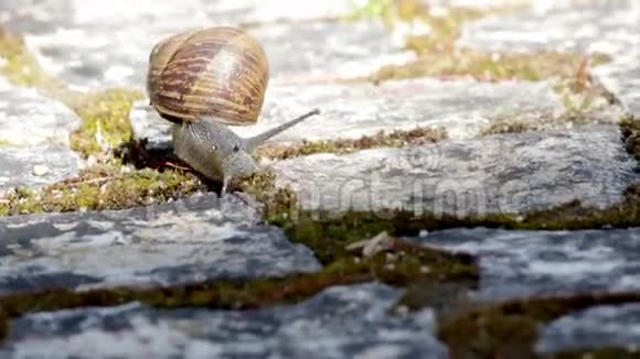 活动花园蜗牛爬行种类螺旋虫或山茱萸视频的预览图