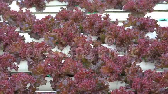 红珊瑚生菜水培蔬菜种植视频的预览图