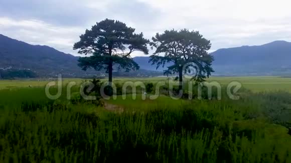韩国庆尚南道哈东赤阳稻田夫妻树视频的预览图