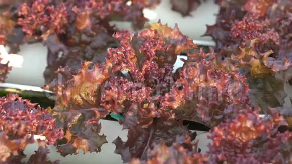 红珊瑚生菜水培蔬菜种植视频的预览图
