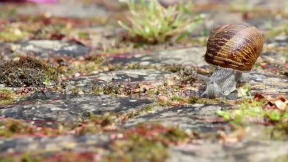 活动花园蜗牛爬行种类螺旋虫或山茱萸视频的预览图