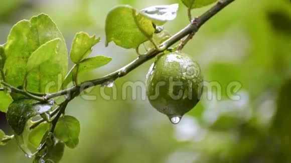 雨水从石灰水中流出视频的预览图