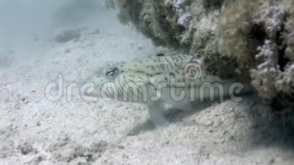 蓝斑黄貂鱼钻入海底的沙子红海视频的预览图
