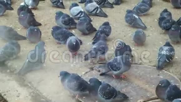 在寒冷的天气里鸽子鸽子吃面包视频的预览图