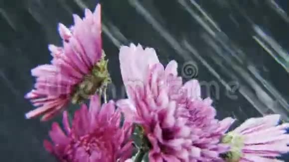 紫色的花在大雨中旋转视频的预览图