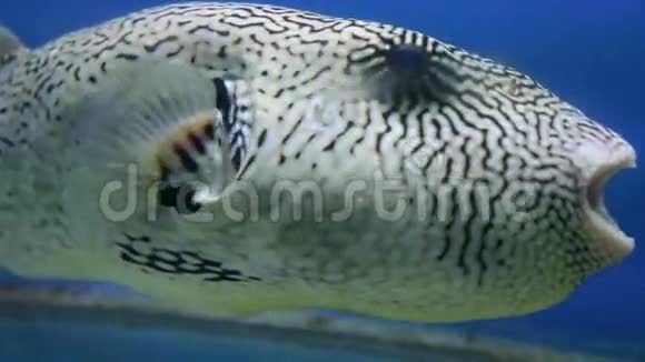 水族馆中许多颜色奇特的海鱼的景观视频的预览图