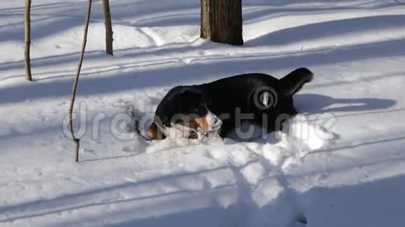 冬天雪里的狗视频的预览图