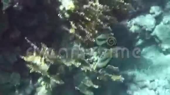 红海水下世界亚喀巴湾视频的预览图