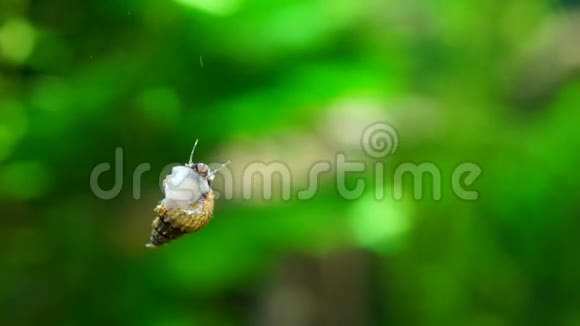 水族馆蜗牛在大型水族馆游泳视频的预览图