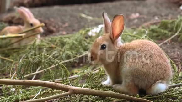 可爱的小橘子兔子视频的预览图