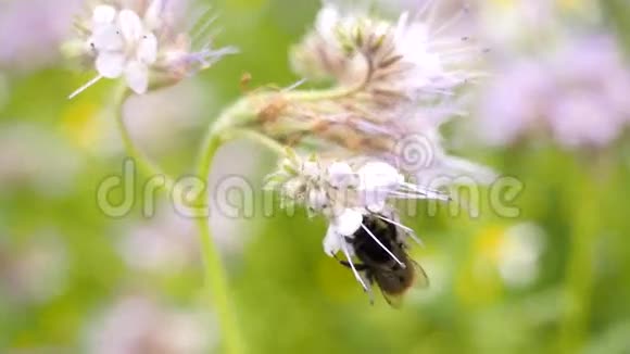 紫丹西田与大黄蜂绿色蓝色粉红色花朵的细节在花与蜜蜂摇动视频的预览图