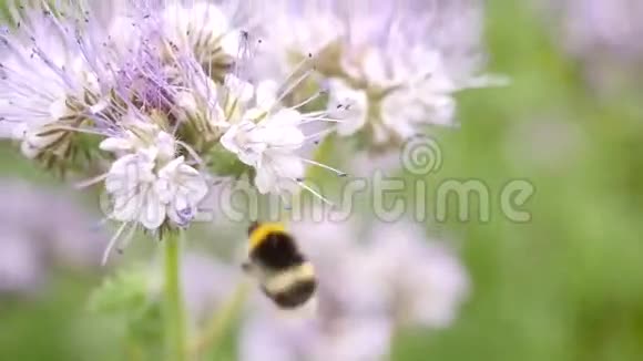 紫丹西田与大黄蜂绿色蓝色粉红色花朵的细节在花与蜜蜂摇动视频的预览图