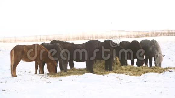 冰岛马在冬天吃干草视频的预览图