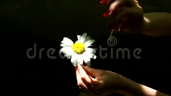 雌手折断雏菊的花瓣视频的预览图