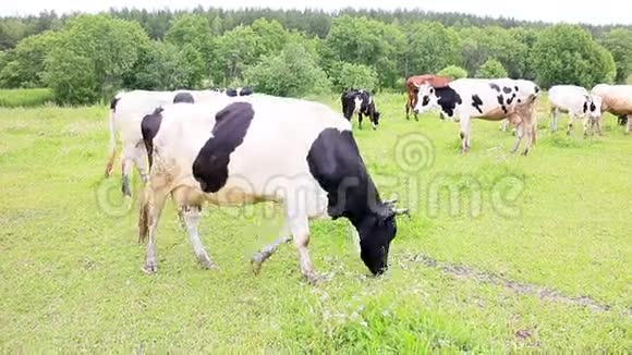 牛在羊群的背景下吃草视频的预览图