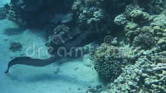 巨型海鳗缓慢活动探索其领地视频的预览图