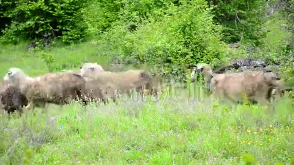 羊正被放牧在山上视频的预览图
