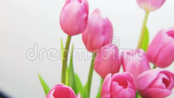 紫色郁金香在白色背景上旋转视频的预览图