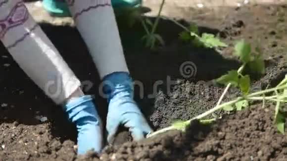 在土壤中种植苗木视频的预览图
