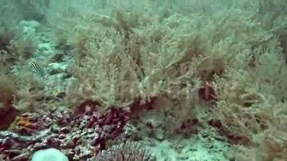 美丽的彩色硬软珊瑚水下巴厘岛印度尼西亚视频的预览图
