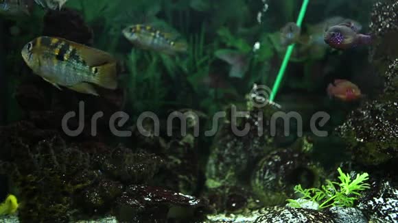 五颜六色的鱼在水族馆里游泳视频的预览图