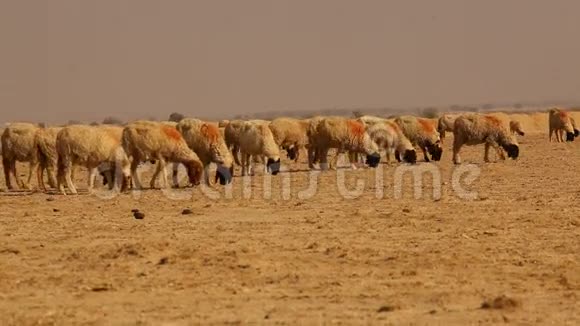 绵羊在印度拉贾斯坦沙漠视频的预览图