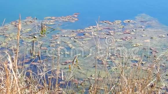 淡水河谷池塘藻类和礼来皮德大观国家公园视频的预览图