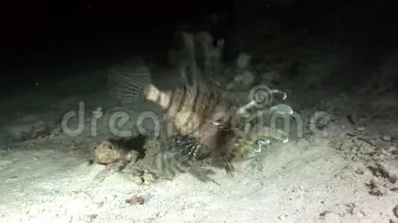 巨型捕食者鱼在红海中捕食鱼类视频的预览图