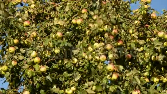 秋天的苹果在树枝上视频的预览图