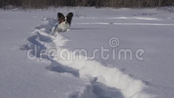 狗狗勇敢地穿过冬天公园里的雪地股票录像视频的预览图