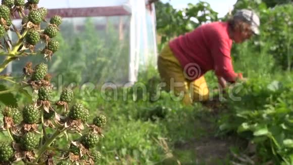 浆果生长在花园里农民妇女除草视频的预览图