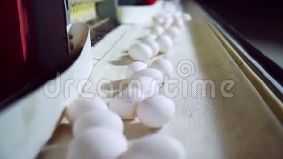 现代家禽养殖场内部的鸡蛋生产线视频的预览图