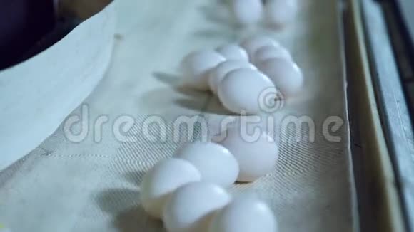 现代家禽养殖场内部的鸡蛋生产线视频的预览图