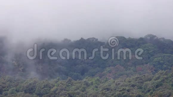 下午晚些时候热带雨林的云动视频的预览图