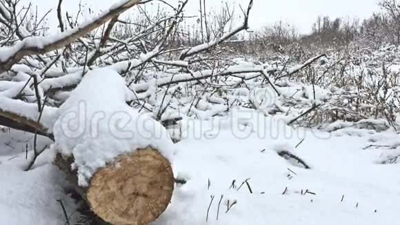在白雪皑皑的冬林沼泽干草的大自然中砍倒树枝视频的预览图