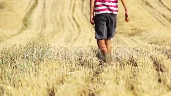 男孩在黄色的田野里男孩在稻草里男孩在割草地里视频的预览图