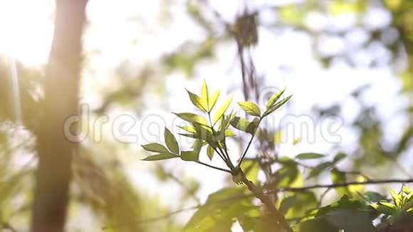 阳光明媚的幼嫩绿春叶桦树自然生态季节背景与复制空间视频的预览图