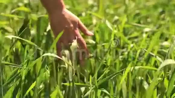 手拿绿色小麦视频的预览图