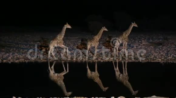 水洞里的长颈鹿视频的预览图