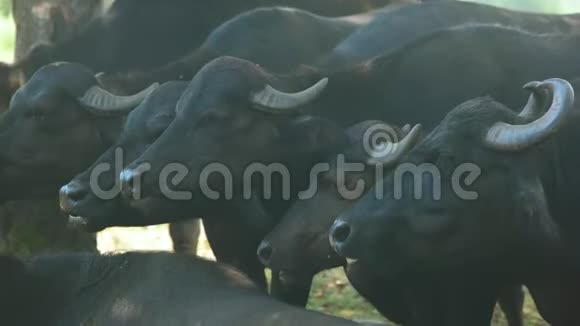 牧场上放牧的肉牛视频的预览图