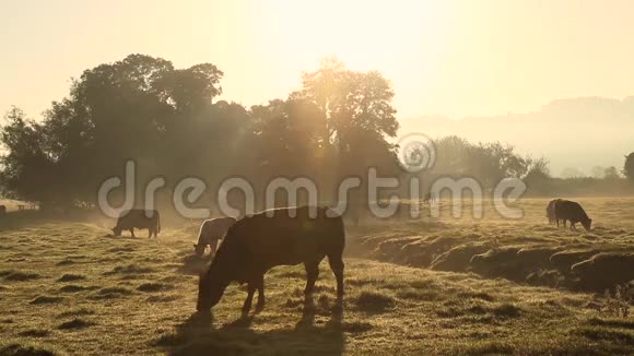 清晨雾蒙蒙的田野里南威尔士乌斯克山谷视频的预览图