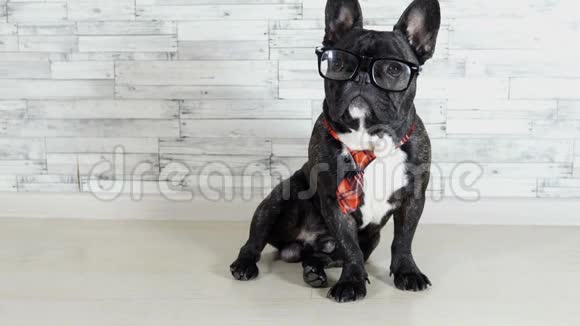 坐在领带和眼镜里的法国斗牛犬视频的预览图