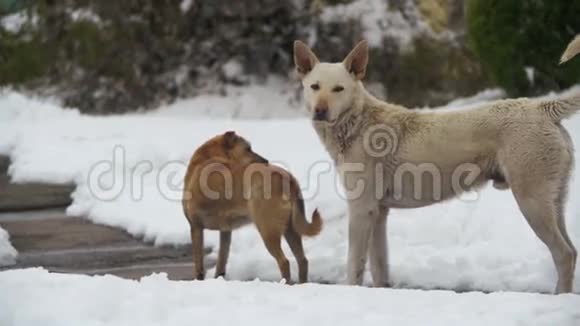 冬天在雪街流浪白狗和灰狗慢动作视频的预览图