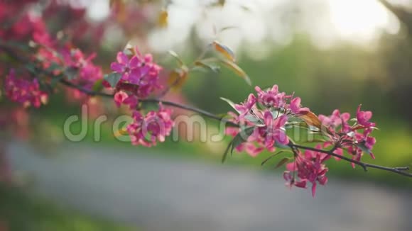 春花樱花或樱花树枝盛开日落背景视频的预览图