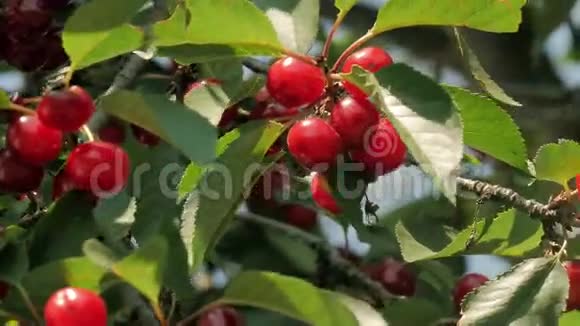 把成熟的樱桃放在树上视频的预览图